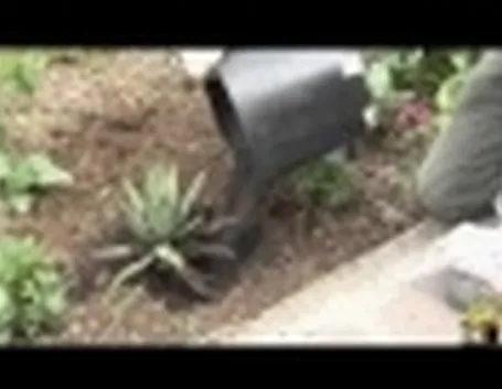 agave