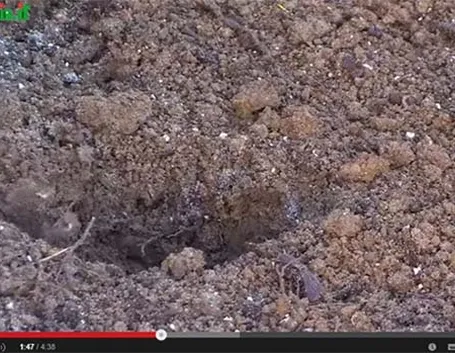 foto giardino