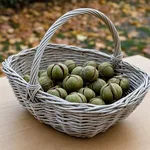 Quando raccogliere le castagne: aspetta che i ricci cadano da soli