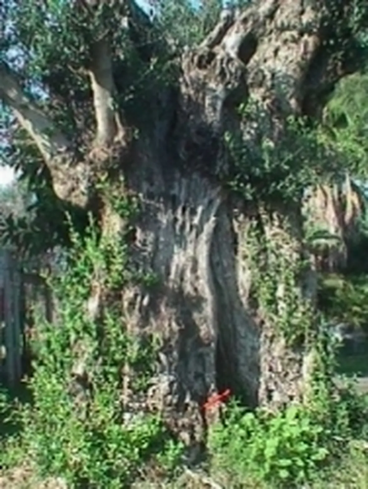 ulivo