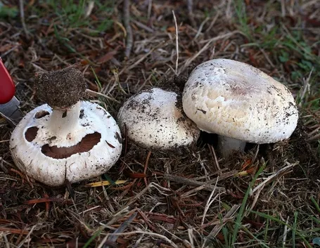 funghi prataioli