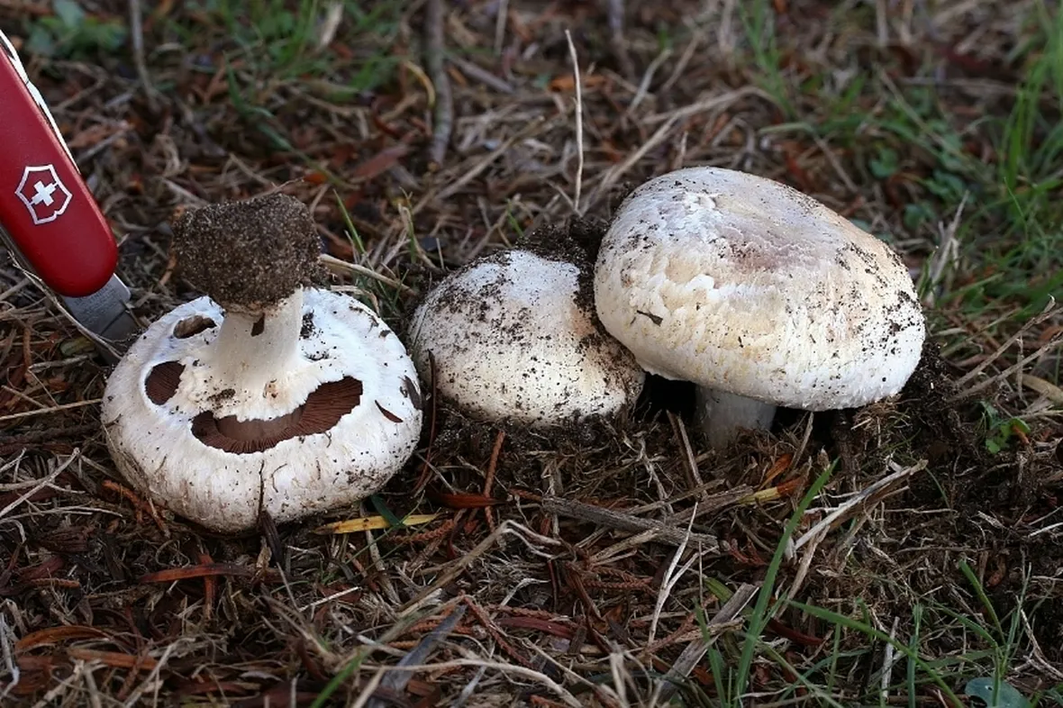 funghi prataioli