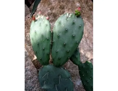opuntia