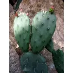 opuntia