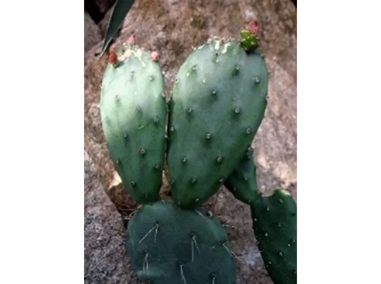 opuntia