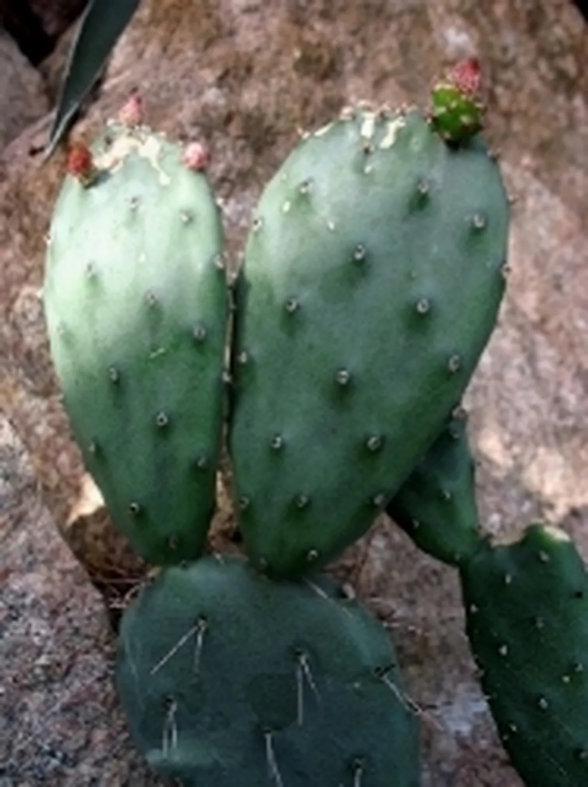 opuntia