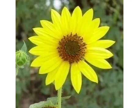 foto girasole