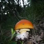 amanitacaesarea2