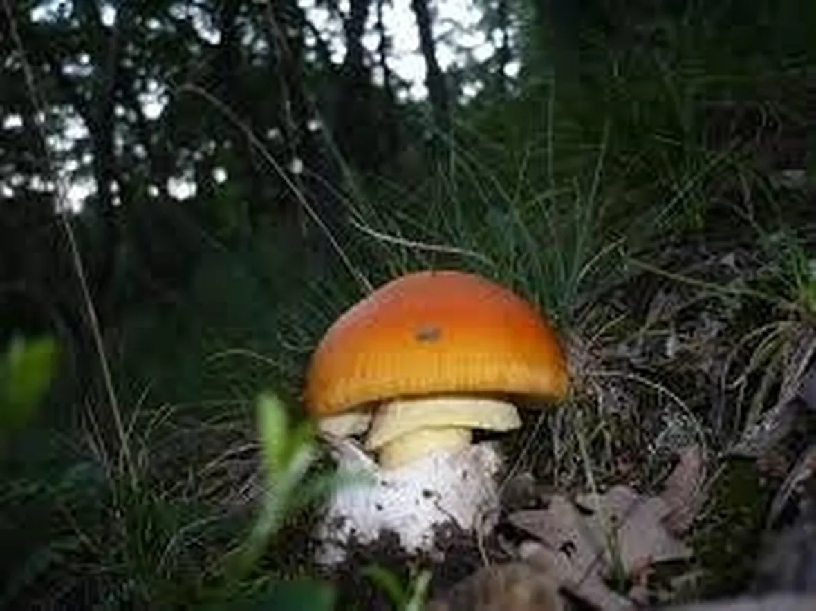 amanitacaesarea2