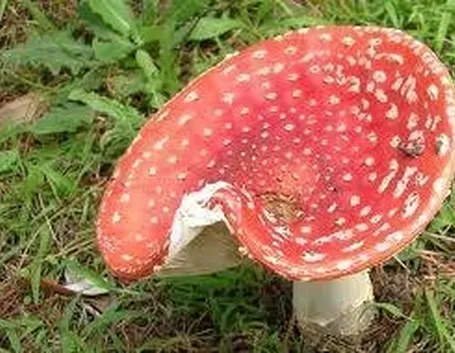 amanitamuscaria1