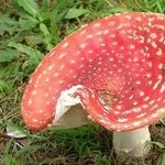 amanitamuscaria1