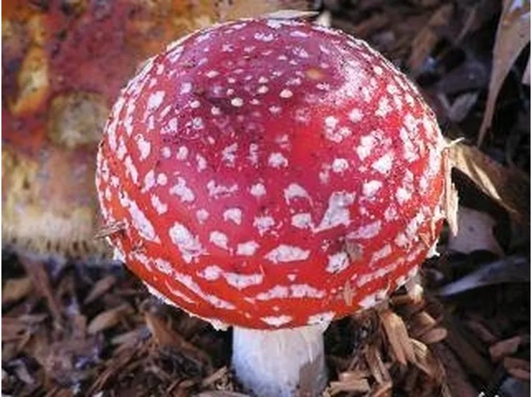 amanitamuscaria2-1