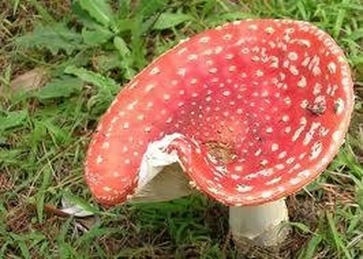 amanitamuscaria1