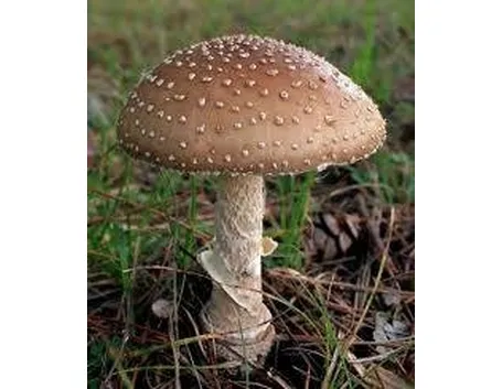 amanitapantherina1