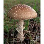 amanitapantherina1