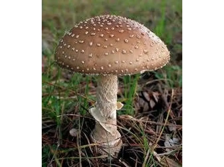 amanitapantherina1