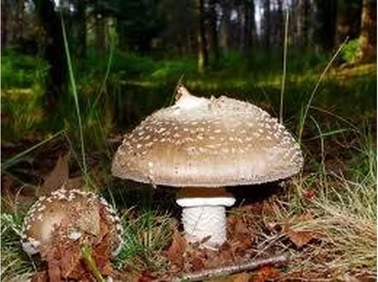 amanitapantherina2