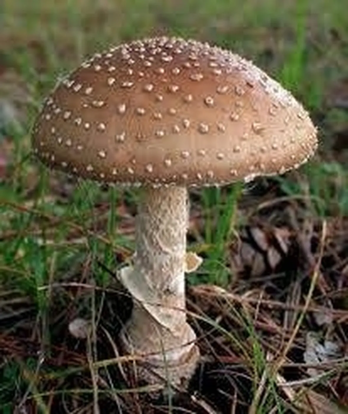 amanitapantherina1