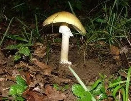 amanitaphalloides1