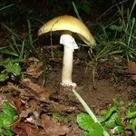 amanitaphalloides1