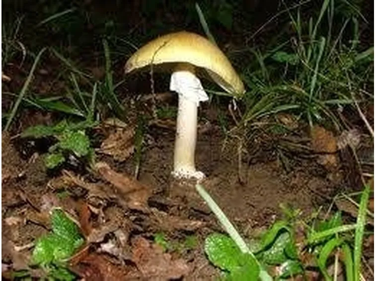 amanitaphalloides1