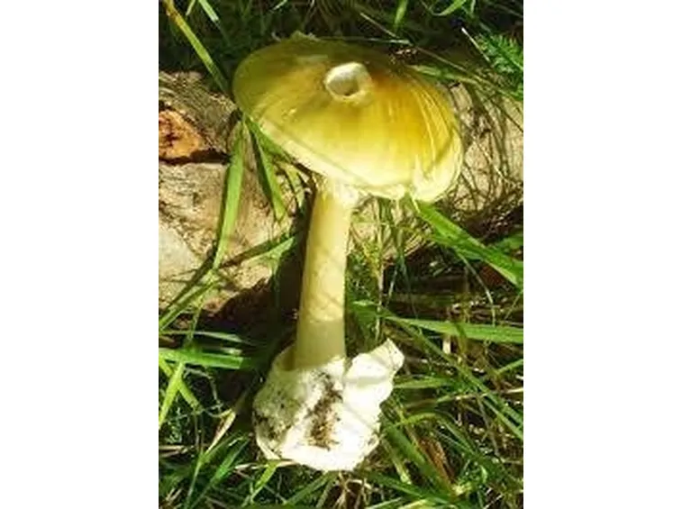 amanitaphalloides2