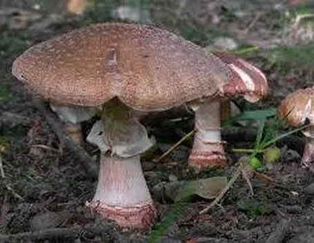 amanitarubescens