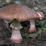 amanitarubescens
