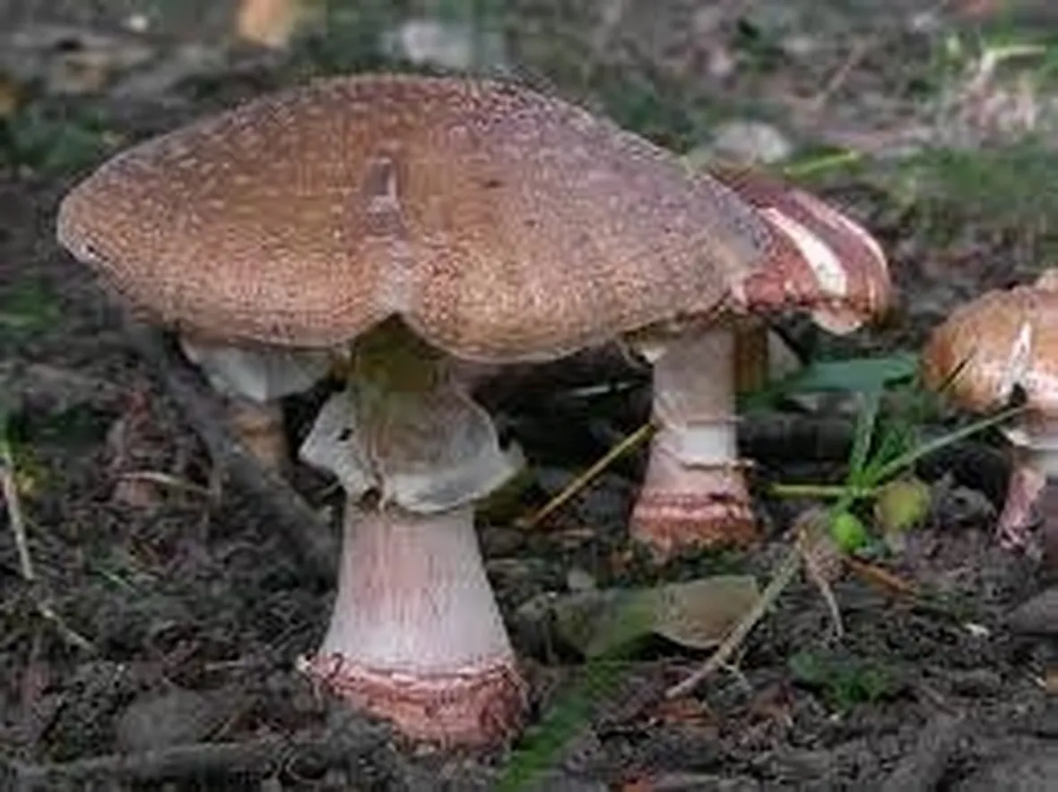 amanitarubescens