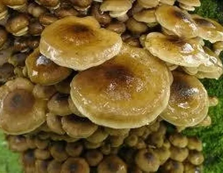 armillariamellea1