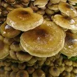 armillariamellea1