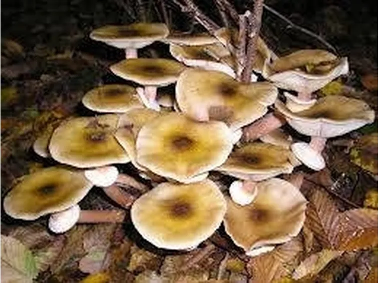 armillariamellea2