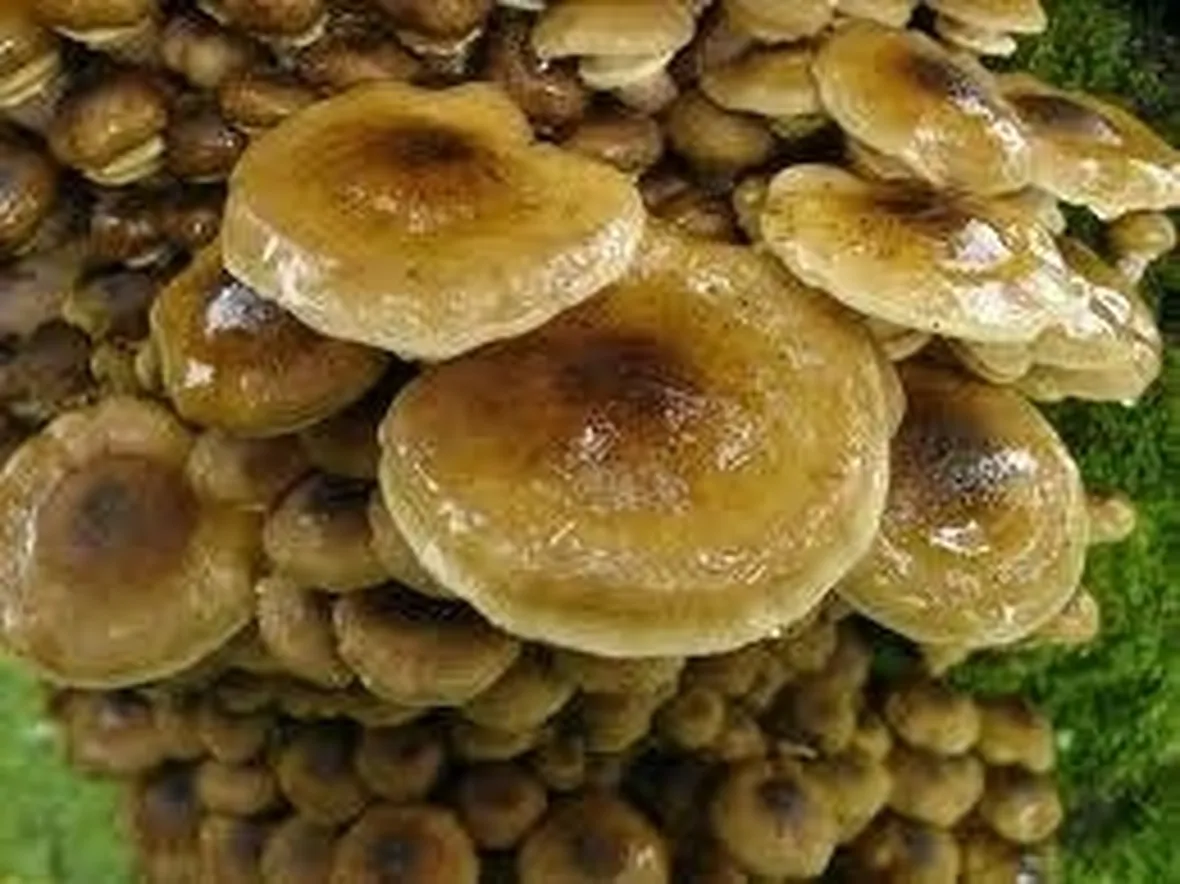 armillariamellea1