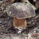 boletusaereus1