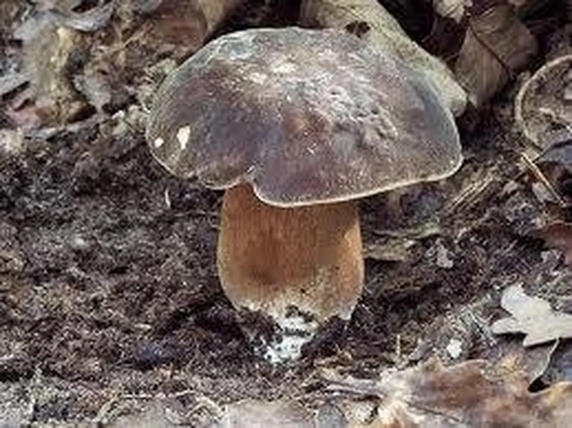 boletusaereus1