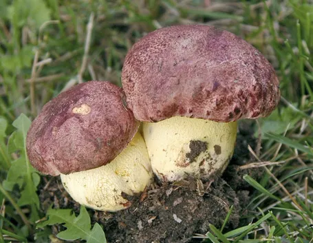 esemplare boletus regius 