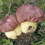 esemplare boletus regius 