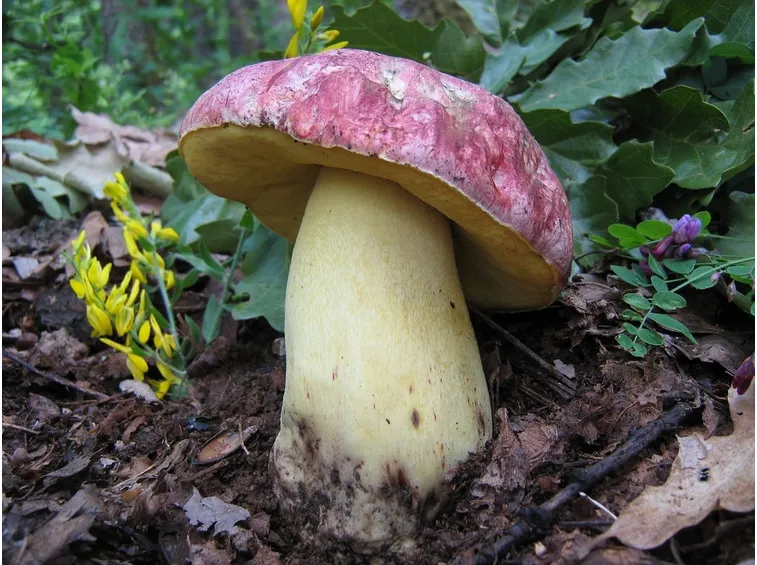 porcino reale o boletus regius