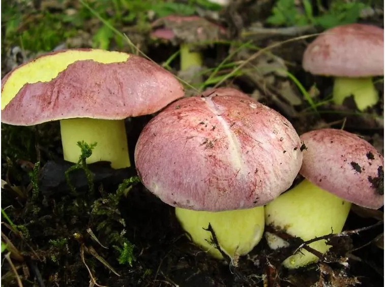 raccogliere boletus regius