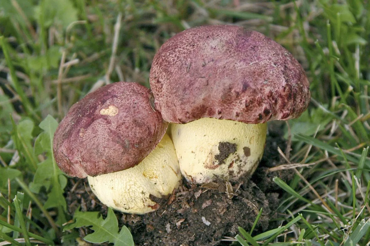 esemplare boletus regius 