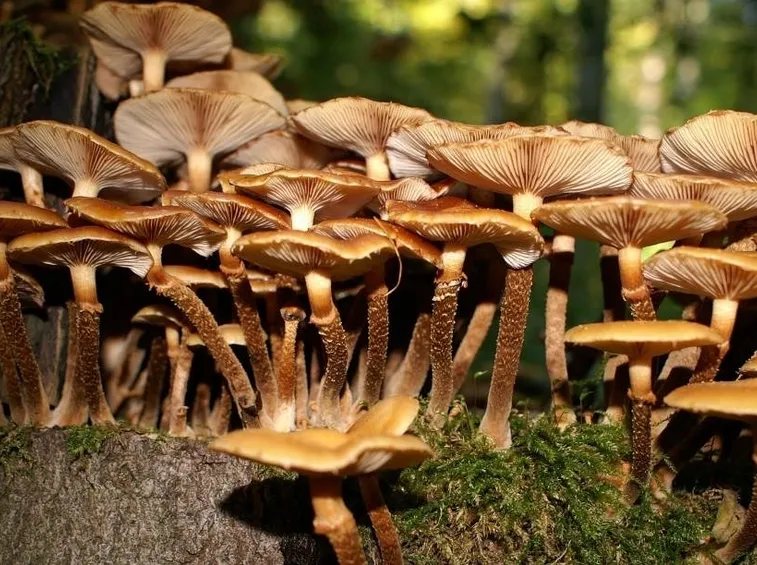 funghi