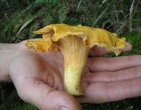cantharelluscibarius1