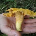 cantharelluscibarius1