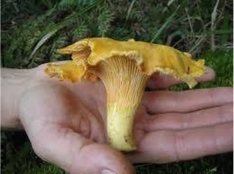 cantharelluscibarius1