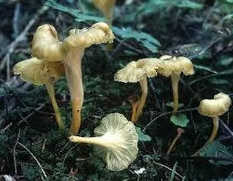 cantharelluslutescens