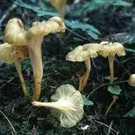 cantharelluslutescens