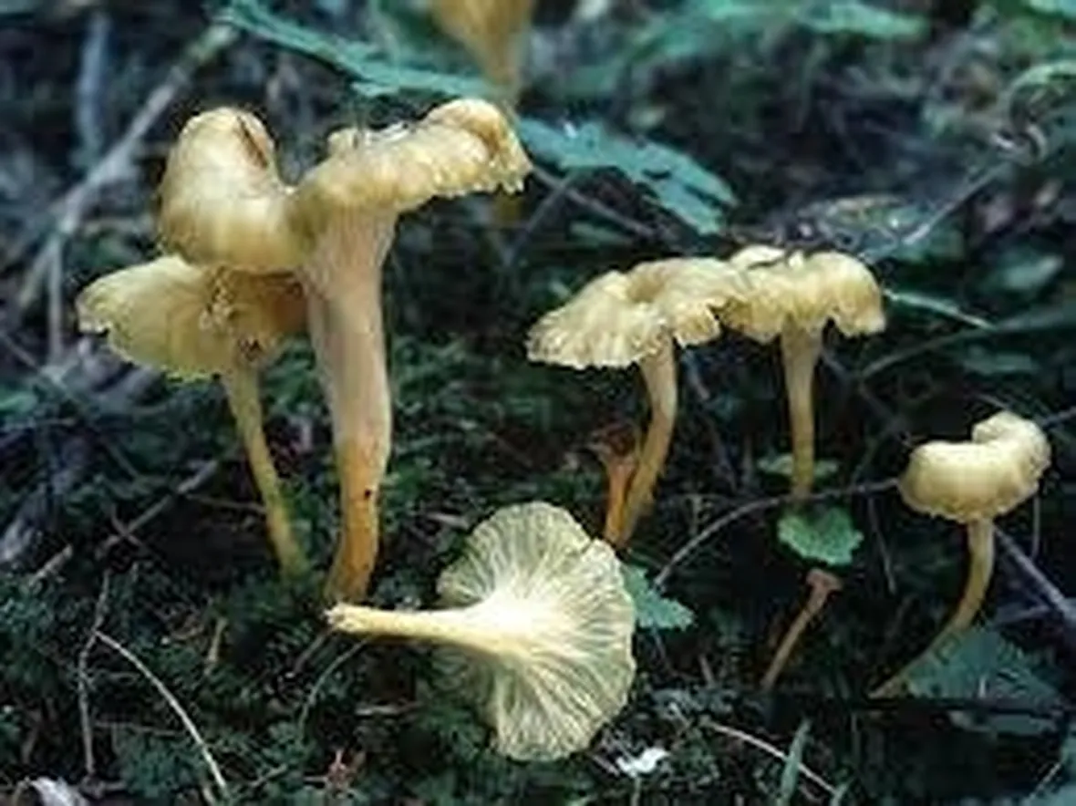 cantharelluslutescens