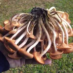 Chiodini funghi