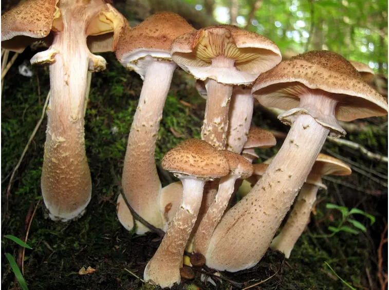 Esemplare chiodini