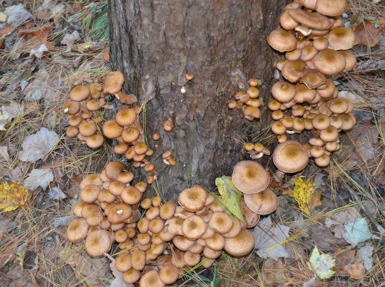 Chiodini materia organica